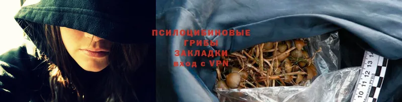 Галлюциногенные грибы Psilocybe  продажа наркотиков  Коряжма 